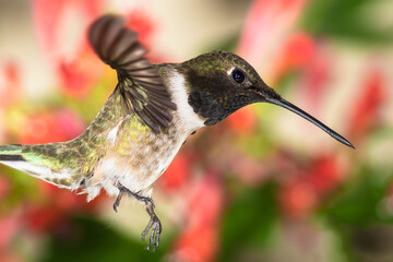 Black-Chinned Hummingbird Searching for Nectar Among the Red Flowers
