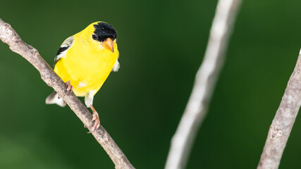 American Goldfinch Perched on a Slender Tree Branch