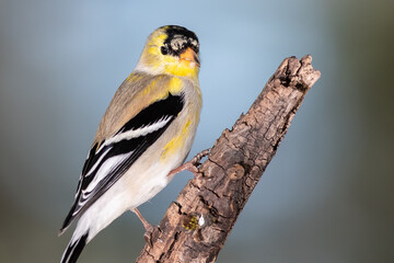 Male Goldfinch Changing to Breeding Plumage