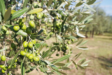 Olive trees in the Chianti countryside, Tuscany, Italy