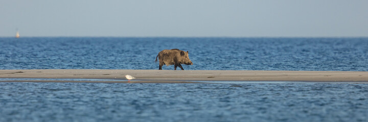 wildschwein