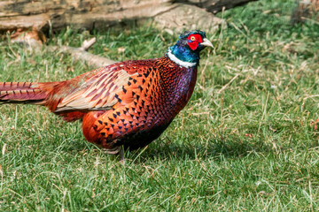 Common Pheasant (Phasianus colchicus) in park