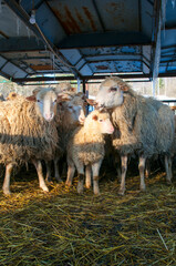 Goats eat hay on a Sunny day behind the fence. Two white house goats with ropes around their necks
