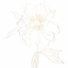 Illustration with golden peony flower with leaves isolated on white background. Peony line illustration. Hand drawn.