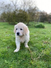 Puppy dog golden retriever 