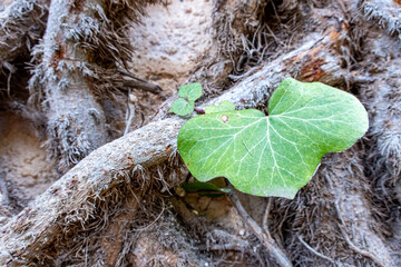 Isolated leaf  in the forest