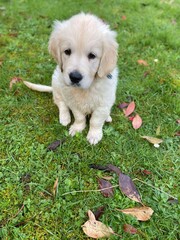 Puppy dog golden retriever 