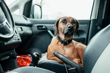 A purebred rhodesian ridgeback dog on the passenger seat of a dirty car. A sign for dog friendly...