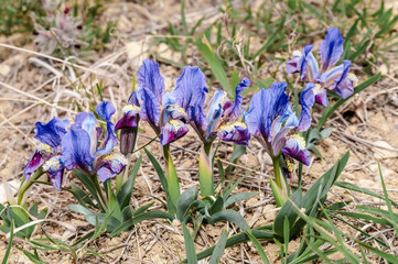 Dwarf Iris (Iris pumila) in coastal hills, Crimea