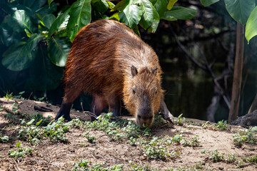 Capybara in its natural habitat
