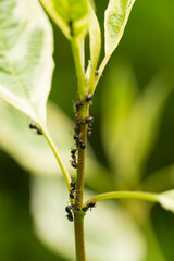 Team of black ants climbing on the stem of a green plant with shallow depth of field and soft green background
