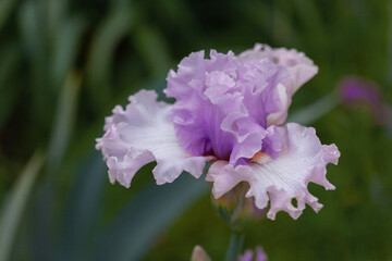 Obraz premium Beautiful pink iris flowers grow in the garden.