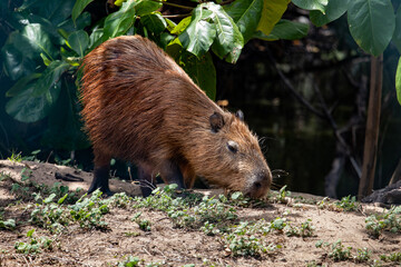 Capybara in its natural habitat