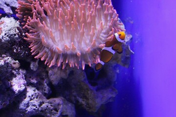 Fototapeta na wymiar clownfish in an anemone,