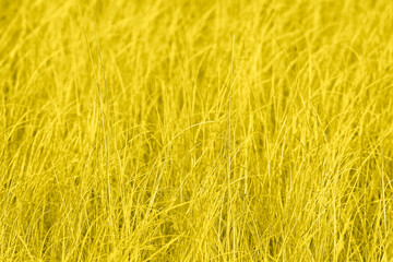 Field Grass background. Grass field toned in Illuminating yellow color of the 2021 year.