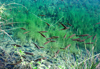 Fishes in a crystal transparent water of Plitvice lakes
