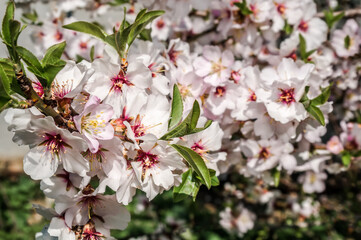 Almond (Amygdalus communis) in orchard, Crimea