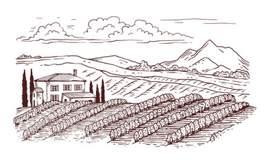 Fototapeta premium Black thin line engraved vineyard rural landscape, vector illustration isolated.
