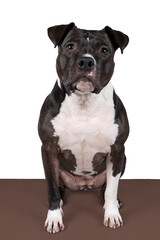 Portrait of a brown American Staffordshire terrier ( amstaff ) sitting isolated in white