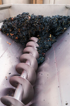 Bunch of grapes in crushing machinery at winery