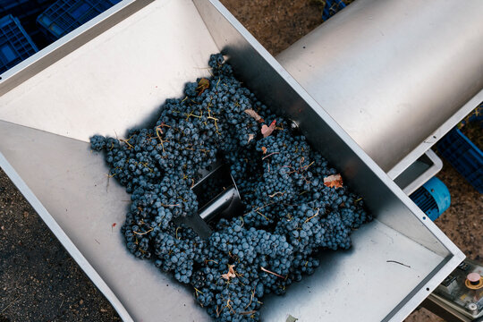Bunch of fresh grapes in crushing machinery at winery