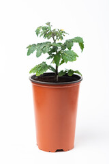 potted tomato seedlings