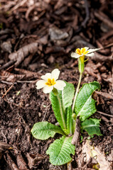 Common Primrose (Primula acaulis) in deciduous forest, Bakhchysarai area, Crimea