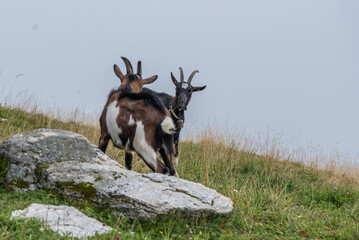 Bergziegen in Hanglage