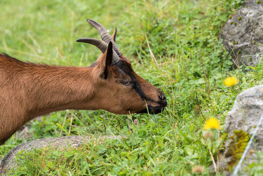Hausziege und Gei&szlig; - Portr&auml;t