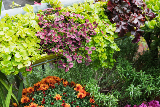Autumn plants cultivated on balcony