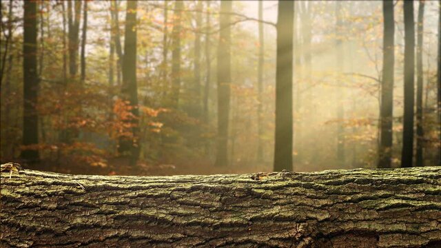 Empty tree log background in autumn forest