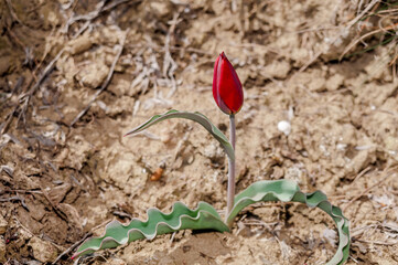 Didier's Tulip (Tulipa gesneriana) in coastal hills, Crimea