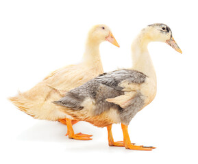 Two young duckling.