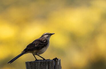 Primer plano de una hermosa calandria grande parada en la punta de un poste de tronco, mirando hacia arriba y con un halo de luz iluminando su rostro.
Hermoso fondo bokeh con tonos vívidos.