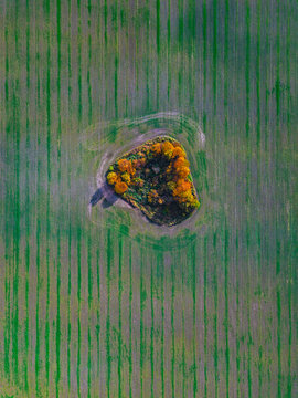Aerial view of small grove in mowed field