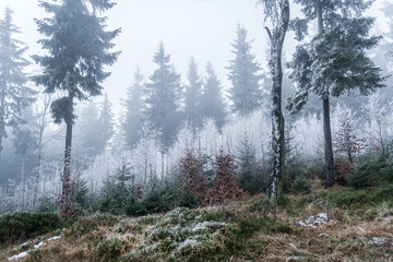 Breeze of winter in Owl Mountains, Poland