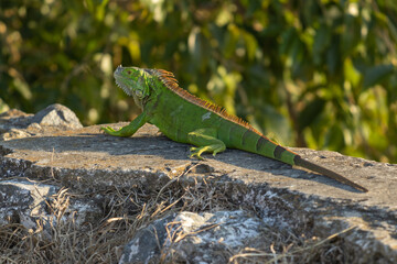 Iguana verde