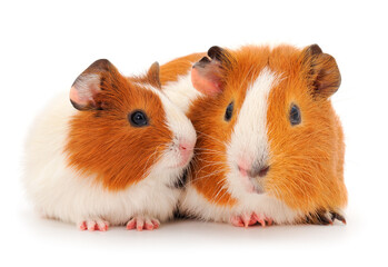 Two guinea pigs isolated.