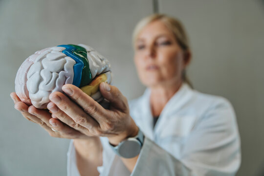 Scientist holding artificial human brain while standing at clinic
