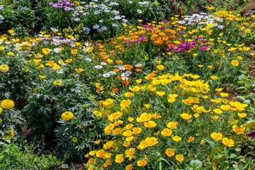 California Poppy (Eschscholtzia californica) in garden