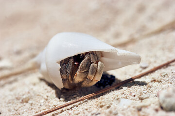 Macro shot of small hermit crab with white shell in the sand of the archipelago Palau