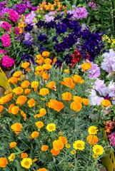 California Poppy (Eschscholtzia californica) in garden