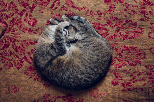 Cat sleeping on bed at home