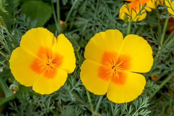 Obraz premium California Poppy (Eschscholtzia californica) in garden