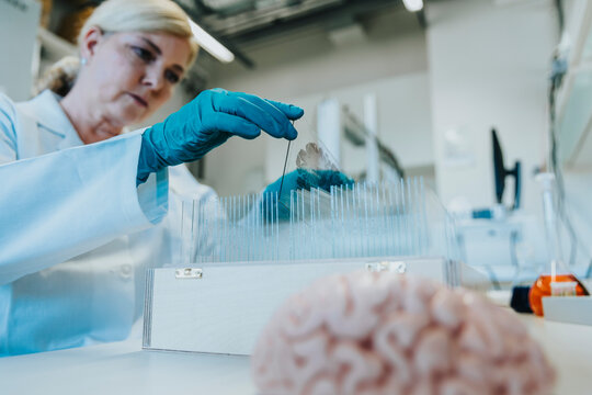 Woman removing human brain microscope slide from box while standing at laboratory