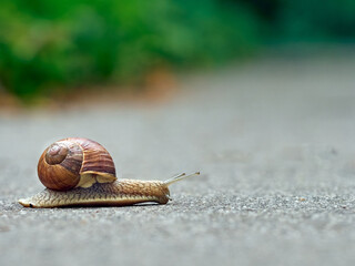 Slow grape snail crawl on the asphalt in the park