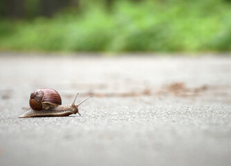 Slow grape snail crawl on the asphalt in the park