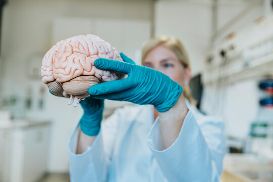 Mature woman holding artificial human brain while standing at laboratory