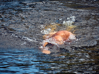 Man swims freestyle in open water on the river in summer
