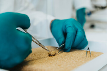 Close-up of scientist working on rodent brain at laboratory